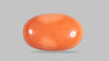 Japanese Red Coral 41.83 Carats / 45.97 Ratti