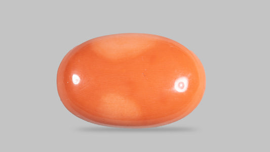 Japanese Red Coral 41.83 Carats / 45.97 Ratti