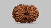 16 MUKHI RUDRAKSHA (25.99 mm)