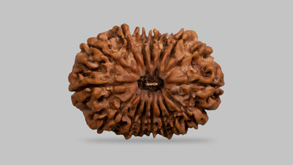16 MUKHI RUDRAKSHA (25.99 mm)