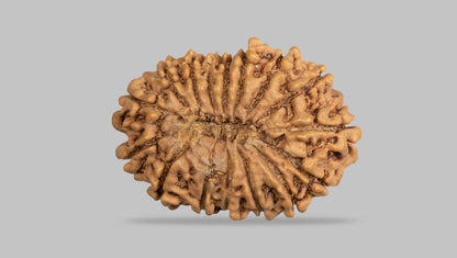 16 MUKHI RUDRAKSHA (31.35 mm)