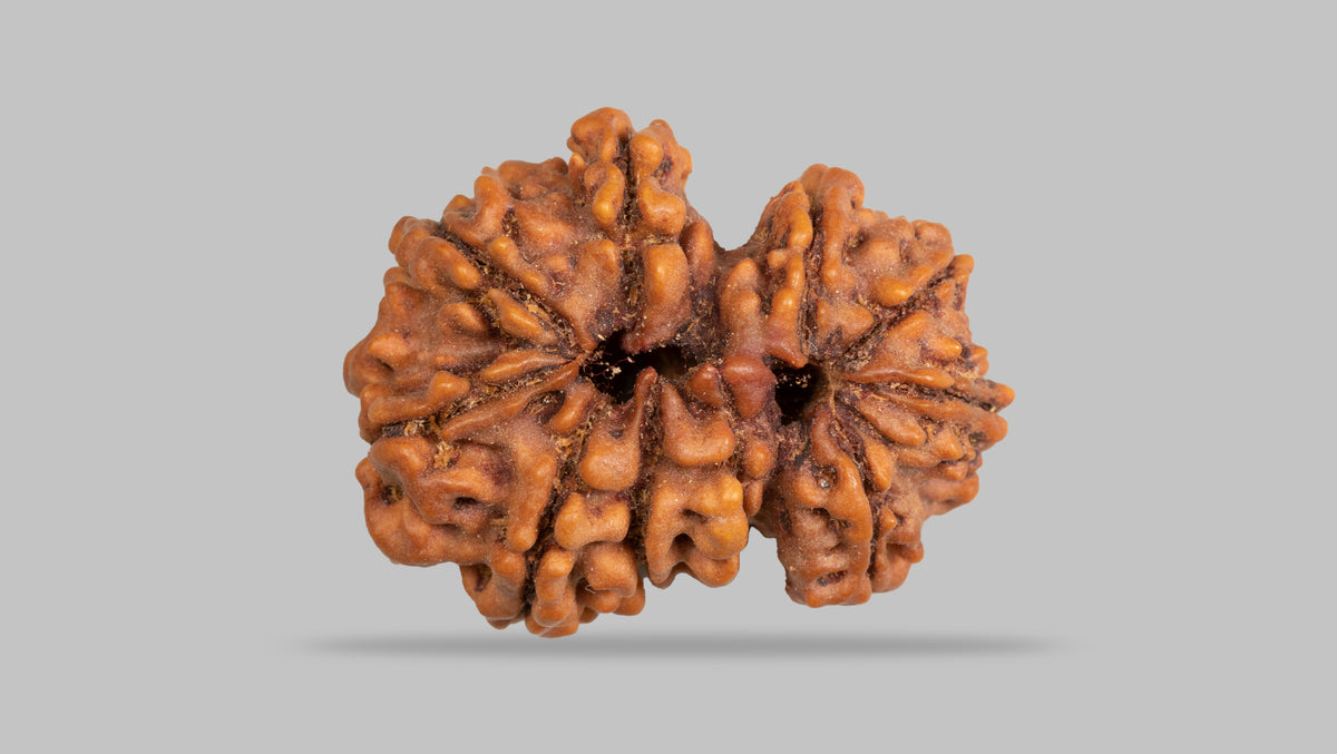 10 MUKHI RUDRAKSHA (27.42 mm)