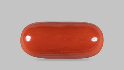 Italian Red Coral 14.19 Carats / 14 Ratti