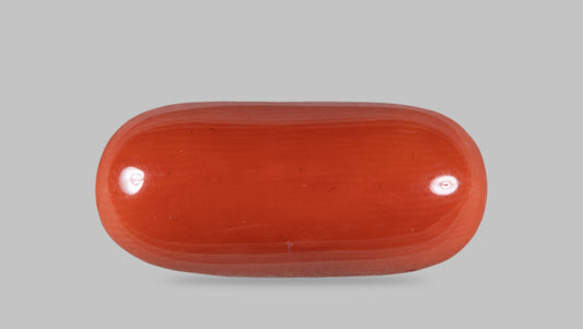 Italian Red Coral 14.19 Carats / 14 Ratti