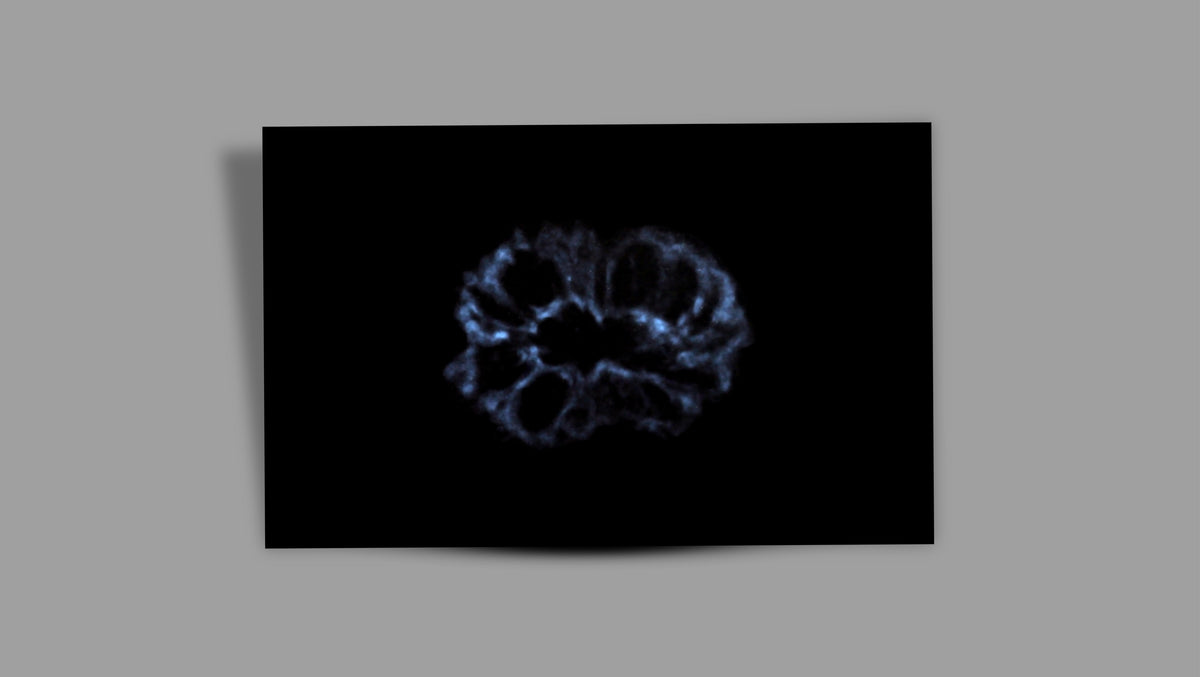 16 MUKHI RUDRAKSHA (25.81 mm)