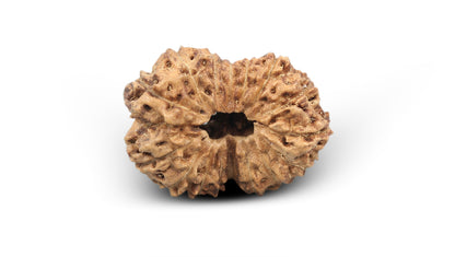 16 MUKHI RUDRAKSHA (25.81 mm)