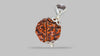 4 MUKHI RUDRAKSHA (18.51 mm)