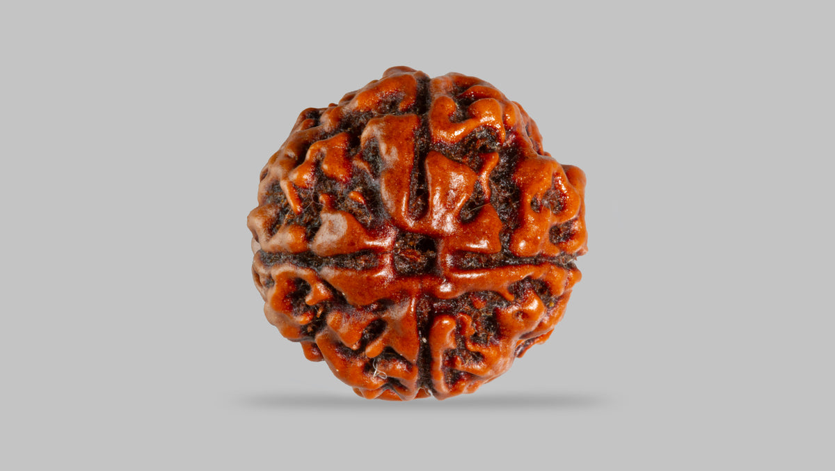 4 MUKHI RUDRAKSHA (17.76 mm) / 12.71 Ratti