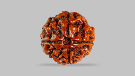 4 MUKHI RUDRAKSHA (17.76 mm) / 12.71 Ratti