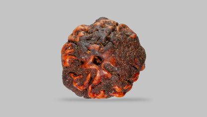 4 MUKHI RUDRAKSHA (17.11 mm) / 13.75 Ratti
