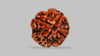 4 MUKHI RUDRAKSHA (17.94 mm) / 14.11 Ratti