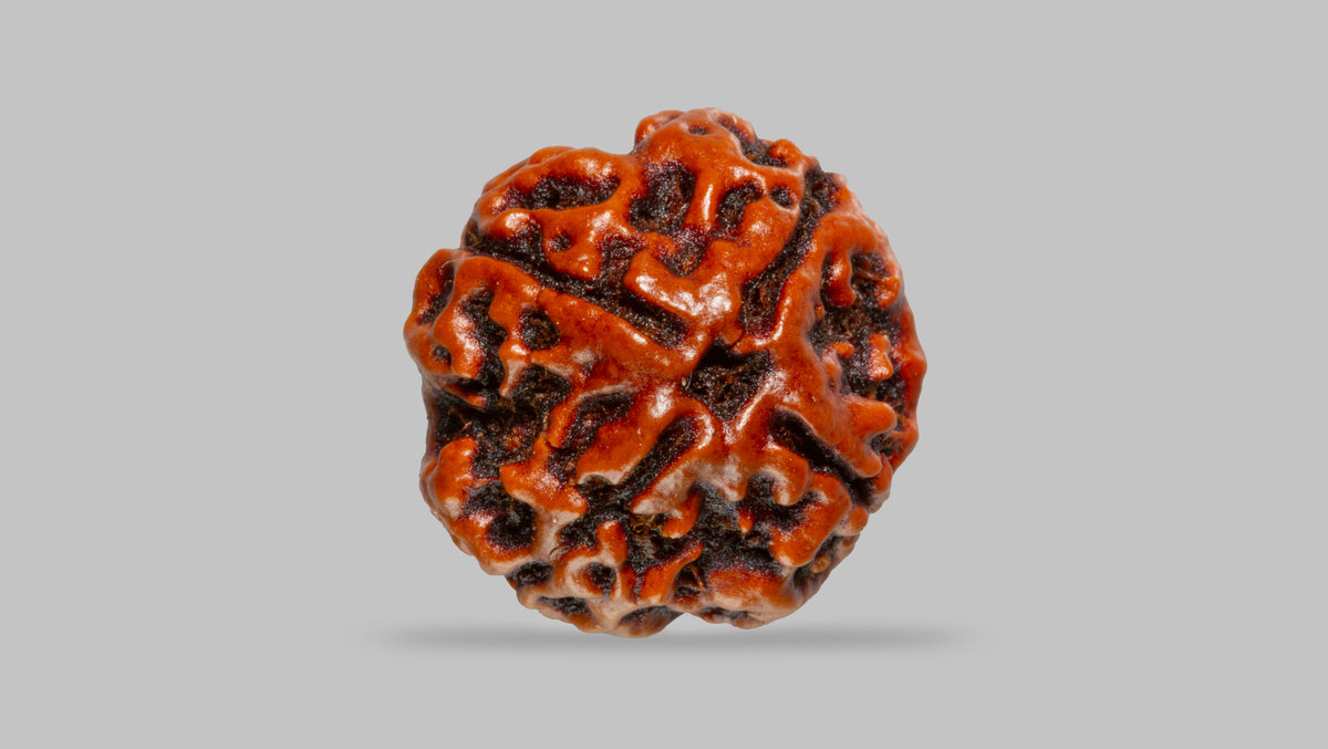 4 MUKHI RUDRAKSHA (17.94 mm) / 14.11 Ratti