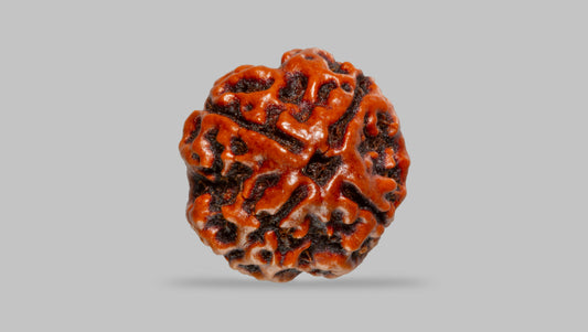 4 MUKHI RUDRAKSHA (17.94 mm) / 14.11 Ratti