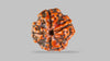 4 MUKHI RUDRAKSHA (17.30 mm) / 12.94 Ratti