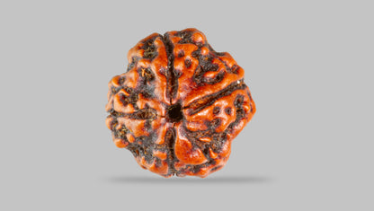 4 MUKHI RUDRAKSHA (17.30 mm) / 12.94 Ratti