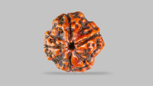 4 MUKHI RUDRAKSHA (17.30 mm) / 12.94 Ratti