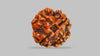 4 MUKHI RUDRAKSHA (17.45 mm) / 12.96 Ratti