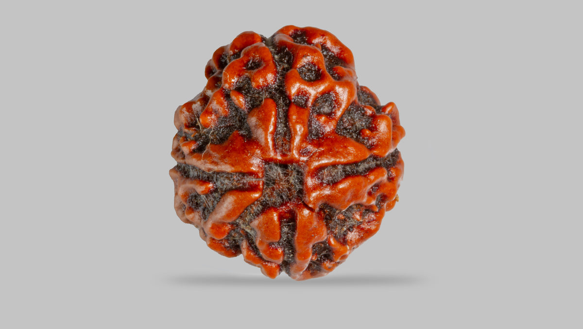 4 MUKHI RUDRAKSHA (16.81 mm) / 12.54 Ratti