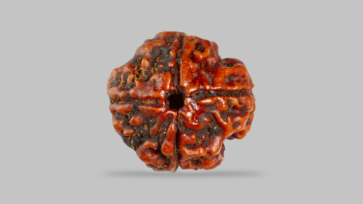 4 MUKHI RUDRAKSHA (17.83 mm) / 12.73 Ratti