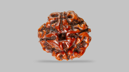 4 MUKHI RUDRAKSHA (16.05 mm) / 10.12 Ratti