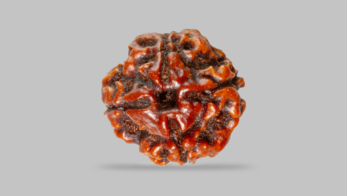 4 MUKHI RUDRAKSHA (18.19 mm) / 14.23 Ratti