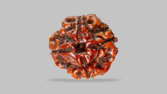 4 MUKHI RUDRAKSHA (18.19 mm) / 14.23 Ratti