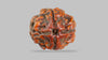 4 MUKHI RUDRAKSHA (17.95 mm) / 14.44 Ratti