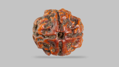 4 MUKHI RUDRAKSHA (17.95 mm) / 14.44 Ratti