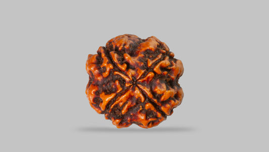 4 MUKHI RUDRAKSHA (17.67 mm) / 13.71 Ratti