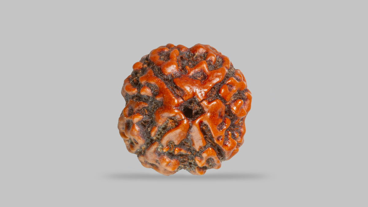 4 MUKHI RUDRAKSHA (17.19 mm) / 14 Ratti
