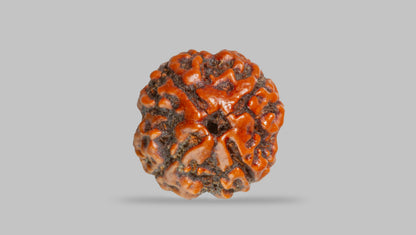 4 MUKHI RUDRAKSHA (17.19 mm) / 14 Ratti