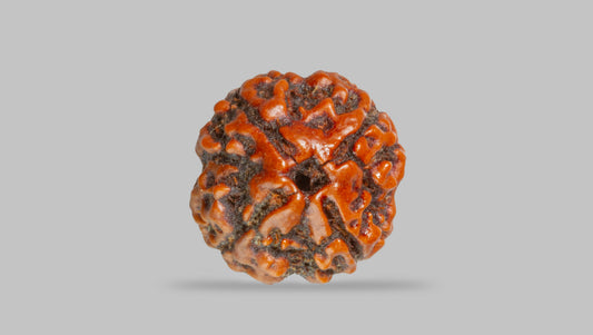 4 MUKHI RUDRAKSHA (17.19 mm) / 14 Ratti