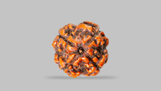4 MUKHI RUDRAKSHA (17.47 mm) / 12.76 Ratti