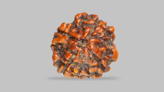 4 MUKHI RUDRAKSHA (17.80 mm) / 14.03 Ratti