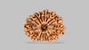 15 MUKHI RUDRAKSHA (24.59 mm)