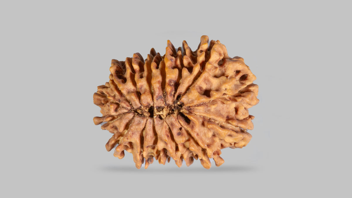 15 MUKHI RUDRAKSHA (23.46 mm)