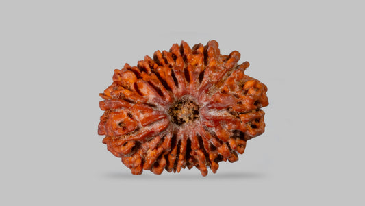 15 MUKHI RUDRAKSHA (24.91 mm)