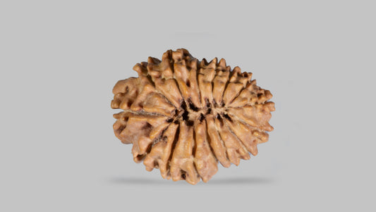 15 MUKHI RUDRAKSHA ( 23.77 mm)