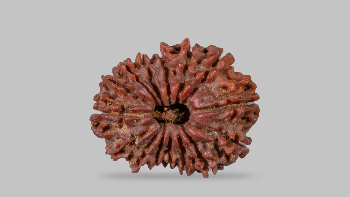 15 MUKHI RUDRAKSHA (25.37 mm)
