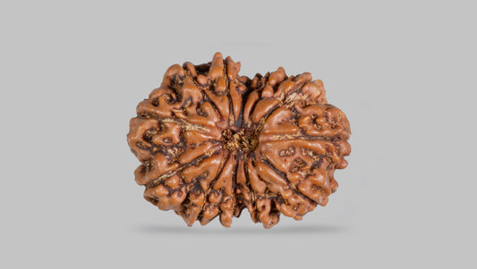 12 MUKHI RUDRAKSHA (25.45 mm)