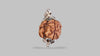 3 MUKHI RUDRAKSHA (19.83 mm)
