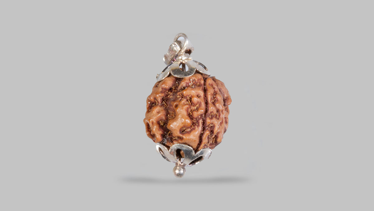 3 MUKHI RUDRAKSHA (19.83 mm)