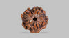 1 MUKHI RUDRAKSHA (20.45 mm)