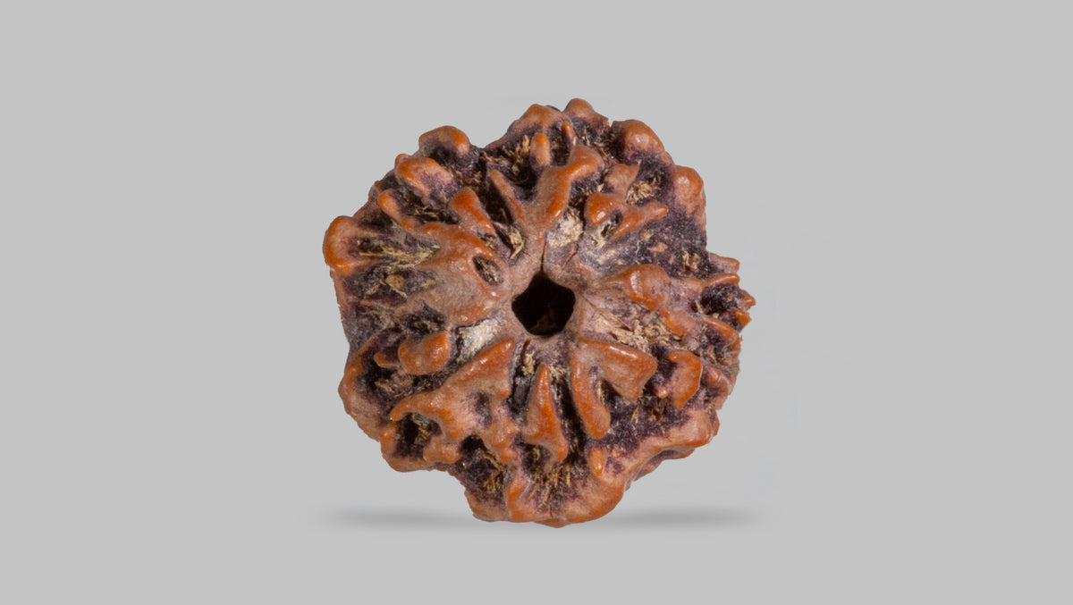 1 MUKHI RUDRAKSHA (20.45 mm)