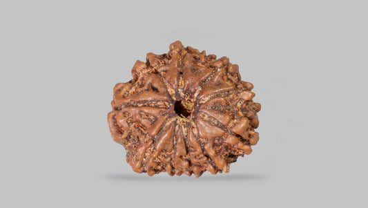 10 MUKHI RUDRAKSHA (22.12 mm)