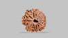 14 MUKHI RUDRAKSHA (19.48 mm)