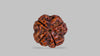 4 MUKHI RUDRAKSHA (17.05 mm)