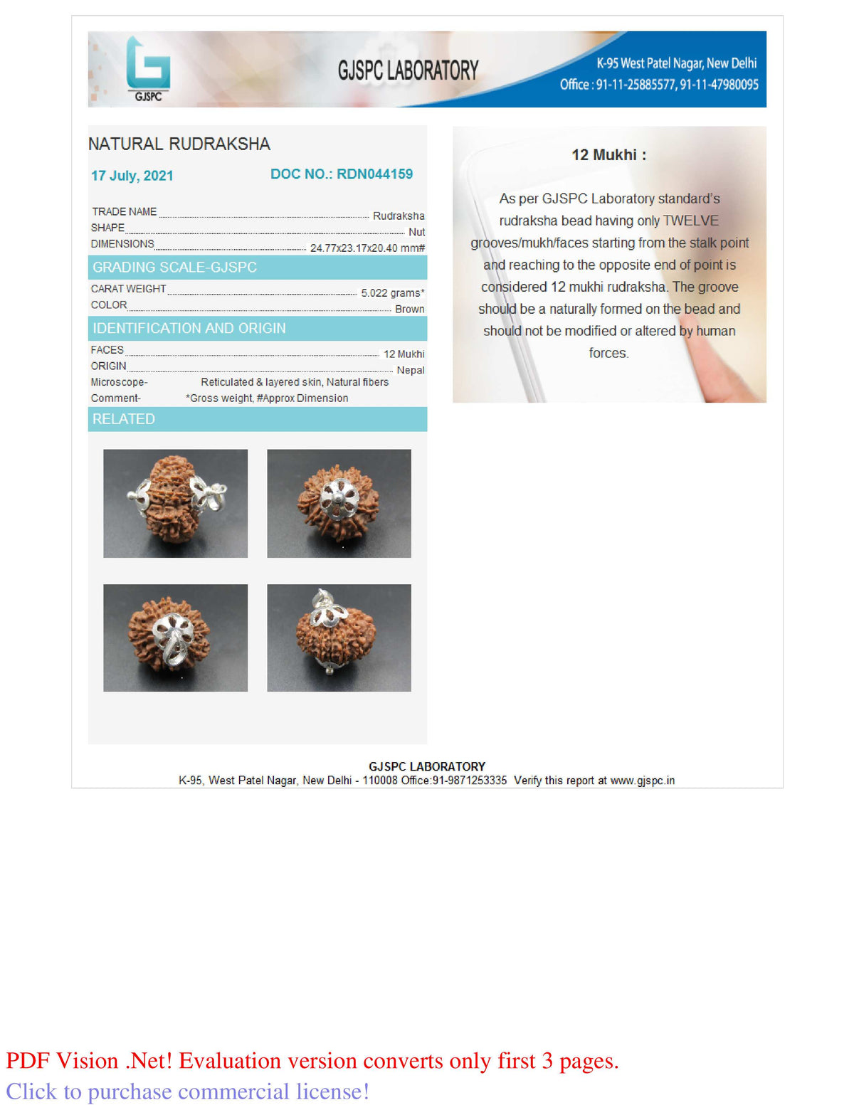 12 MUKHI RUDRAKSHA (24.77 mm)