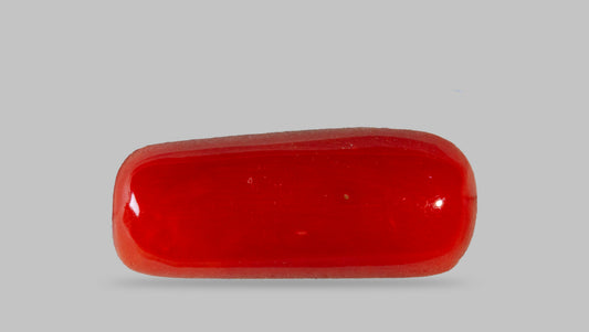 Italian Red Coral 7.06 Carats / 7.76 Ratti
