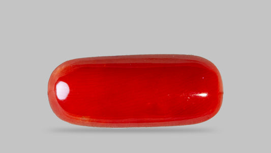 Italian Red Coral 8.07 Carats / 8.87 Ratti